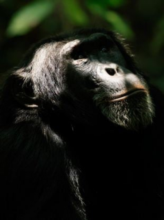 voir serie L'Empire des chimpanzés en streaming voir serie L'Empire des chimpanzés en streaming