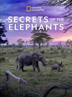 voir serie Les Secrets des éléphants en streaming voir serie Les Secrets des éléphants en streaming